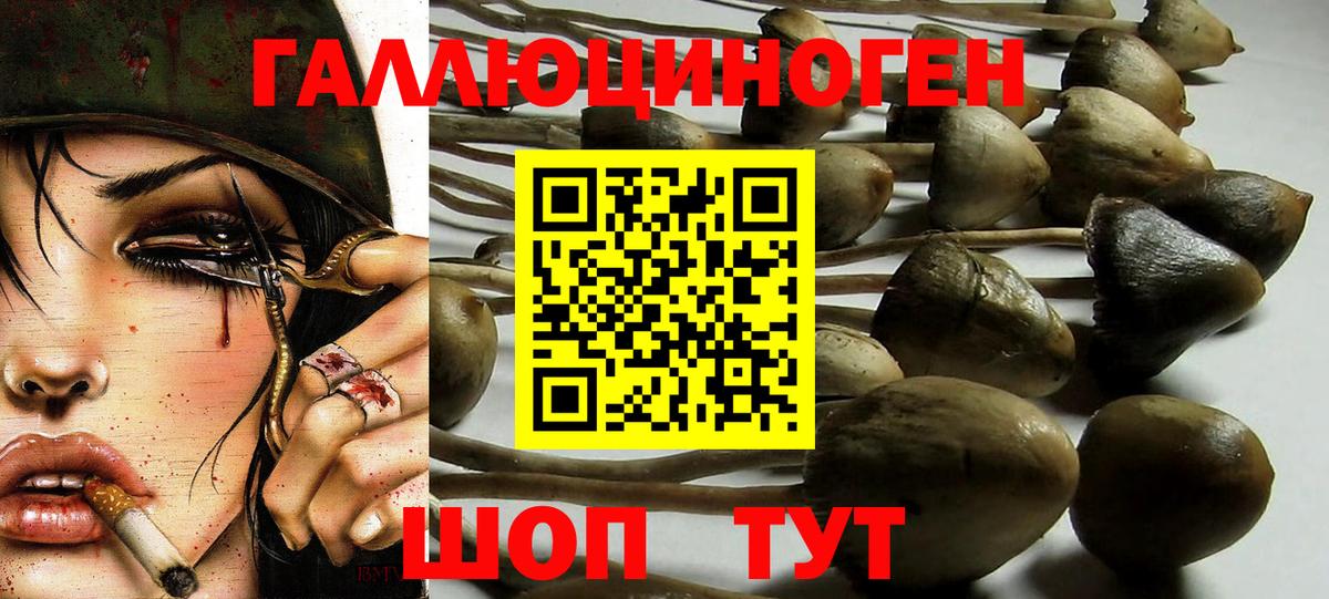 закладки  Псилоцибиновые грибы мухоморы  Вход с VPN  Черногорск  Галлюциногенные грибы GOLDEN TEACHER 